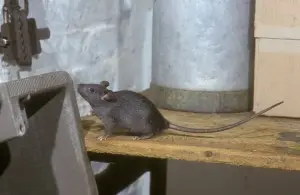 A rat standing on a table.