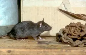 A black rat is standing next to a chain.