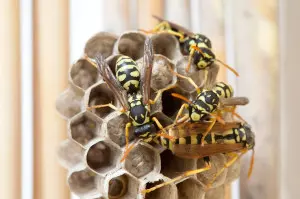 A group of wasps in a nest.