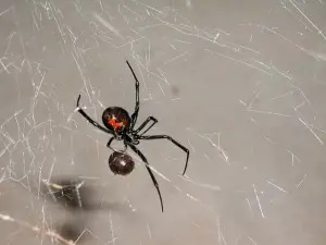 A black widow spider is sitting on a web.