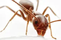 A close up of a brown ant on a white surface.