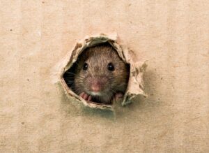 rat control activity