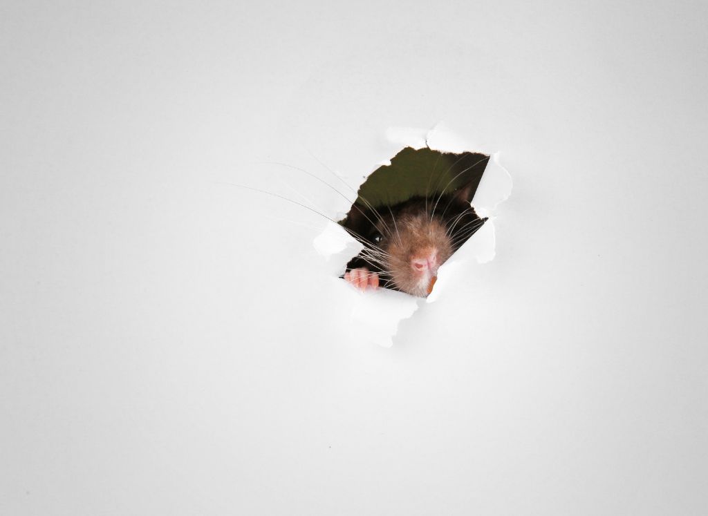 rat gaining home entry