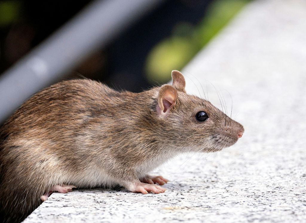 brown norway rat