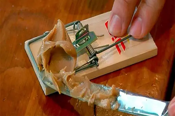 mouse trap with peanut butter bait