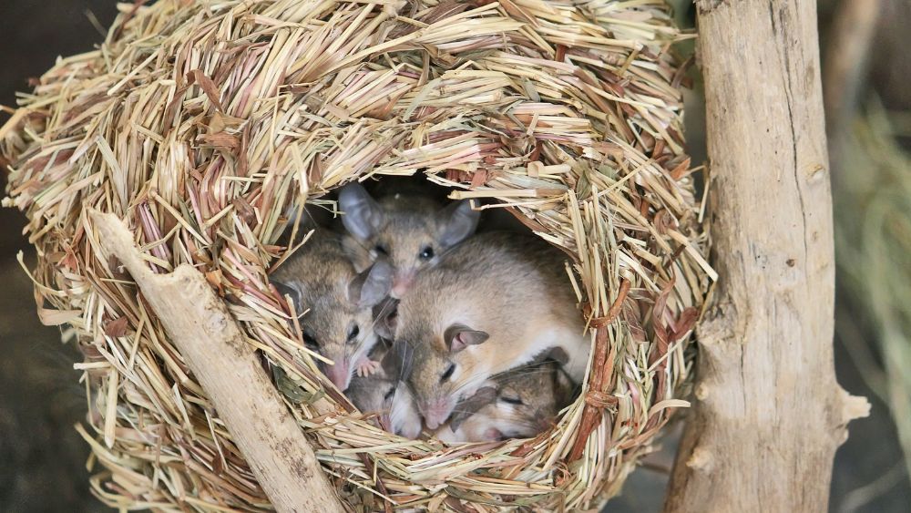 mouse nest