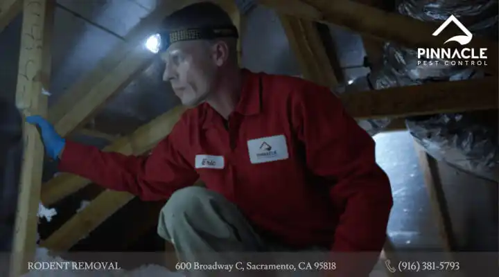A man in a red jacket is working on an attic.
