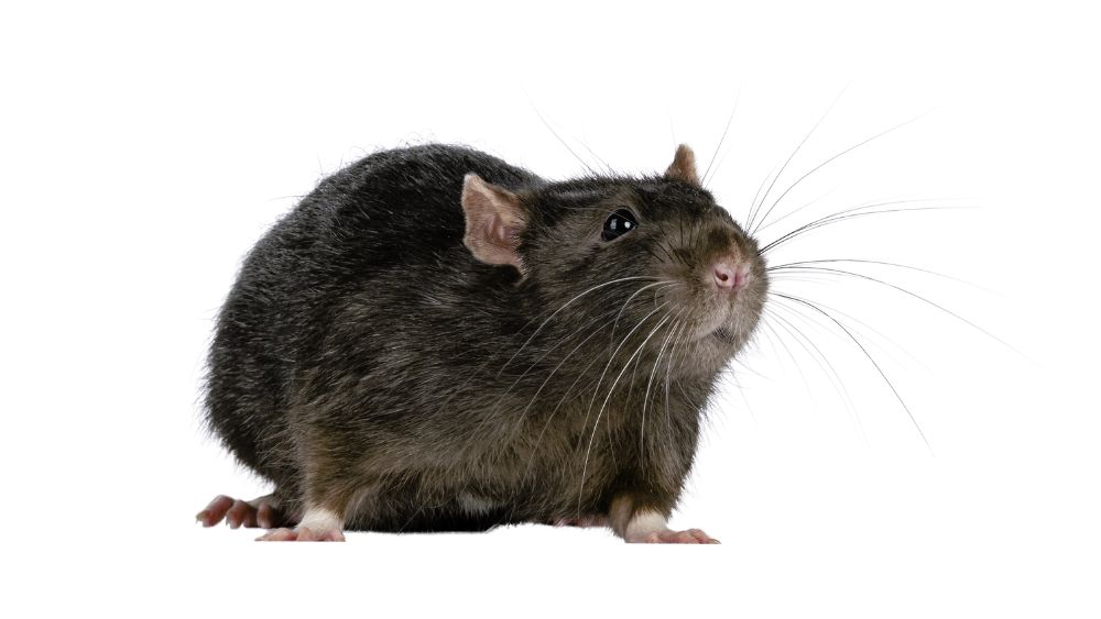 common house rat