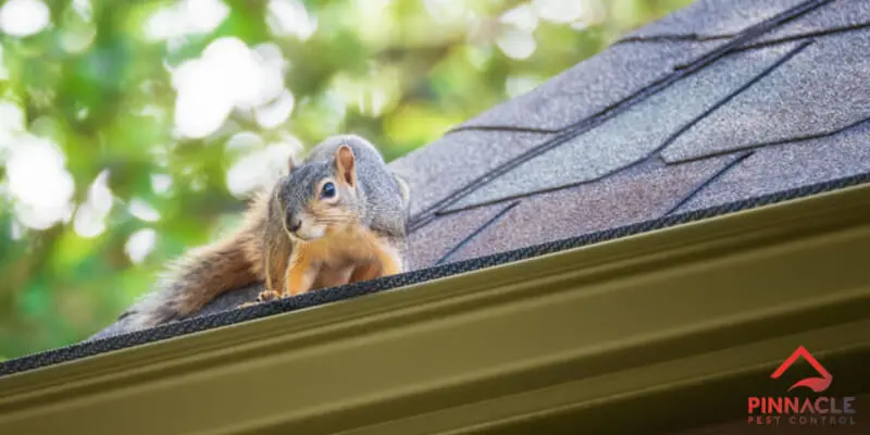A squirrel is sitting on top of a roof.