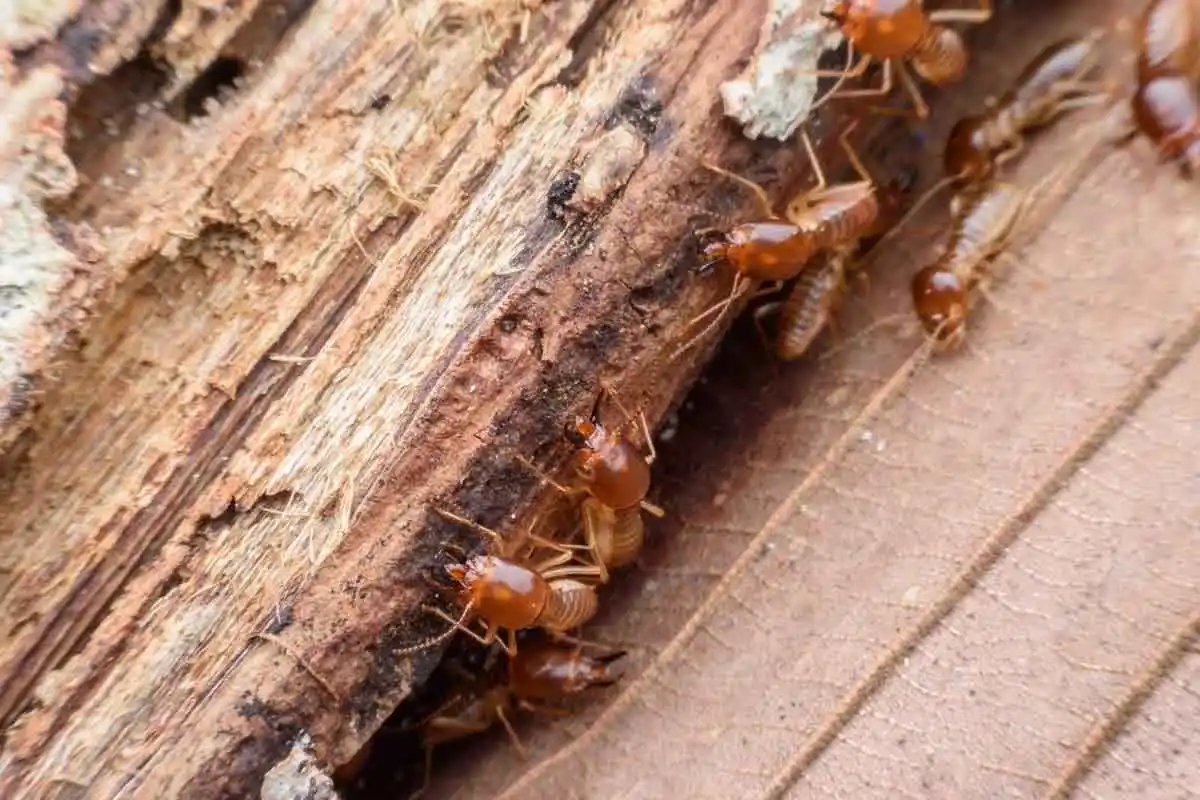 A group of brown ants crawling on a piece of wood.