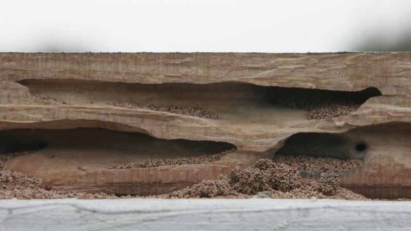 Frass from wood eating organism