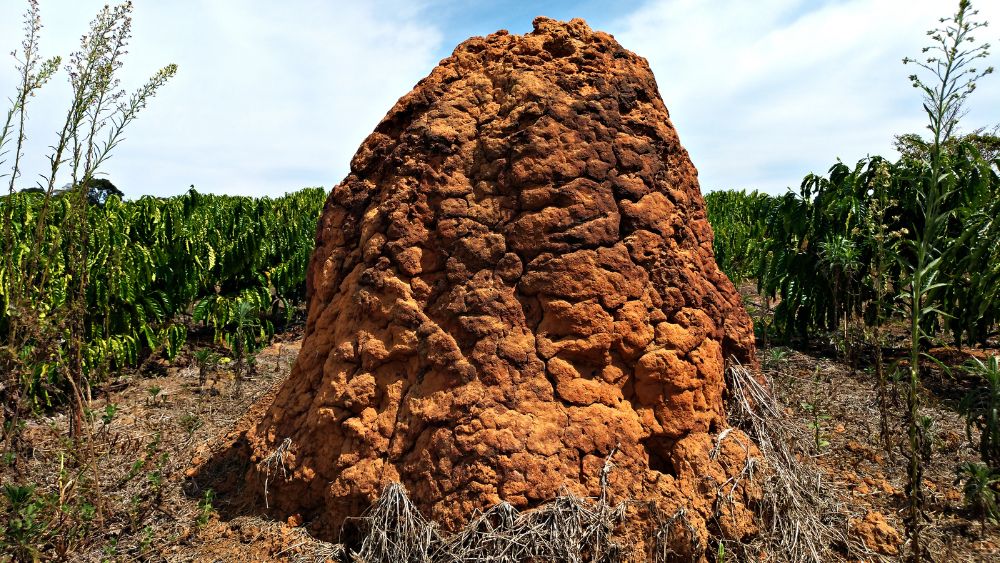 Large termite mound