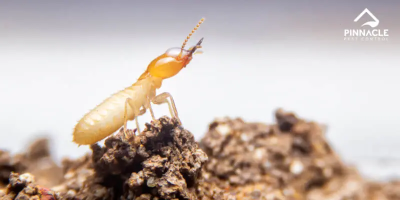 A termite is standing on top of a piece of dirt.
