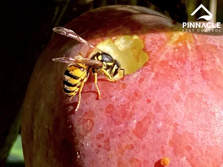 A wasp is eating an apple in a tree.