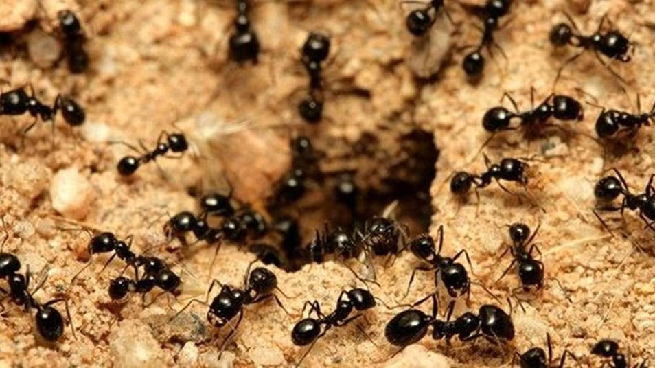 ants in pantry