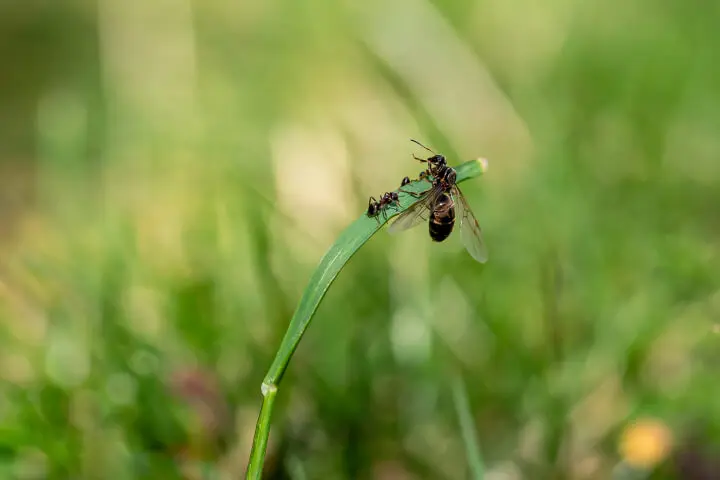 A fly is sitting on top of a blade of grass.