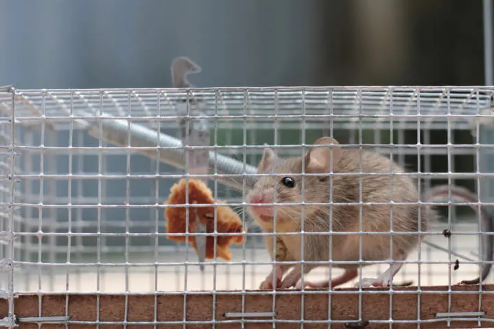 A mouse is sitting in a metal cage.