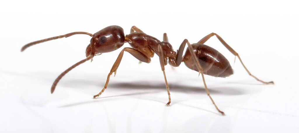 argentine ant indentification