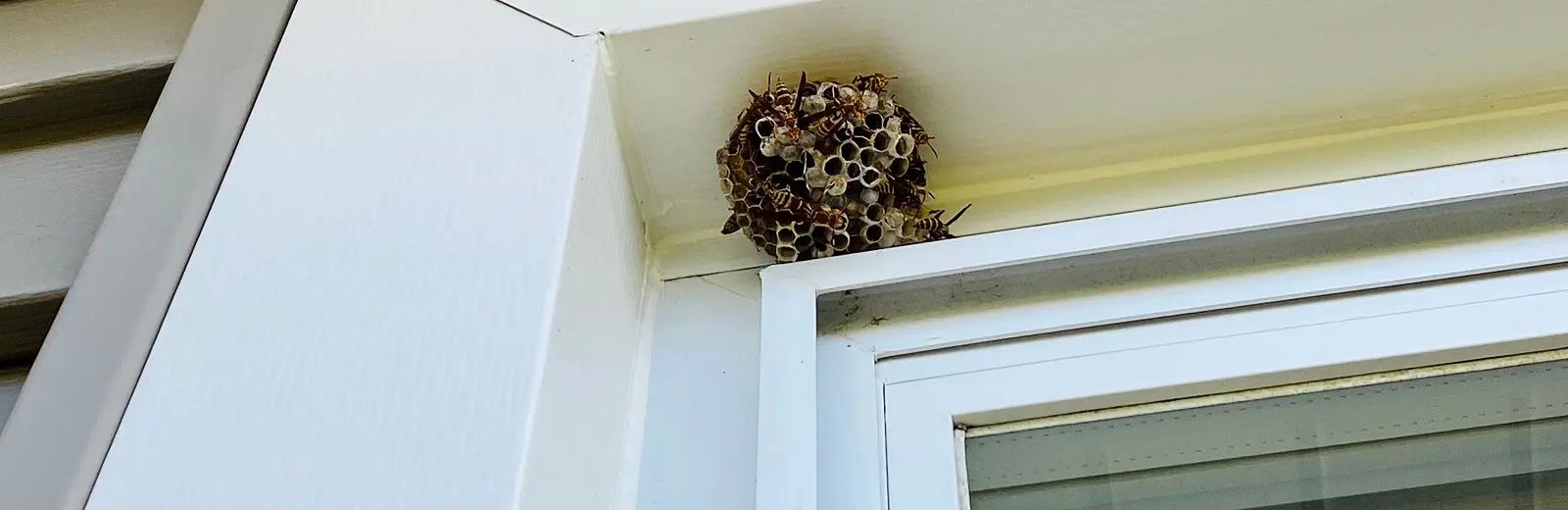 A bird nest in the window of a house.