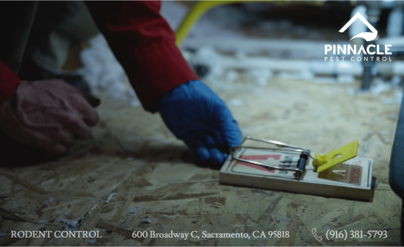 Pinnacle Pest Control Rodent Control