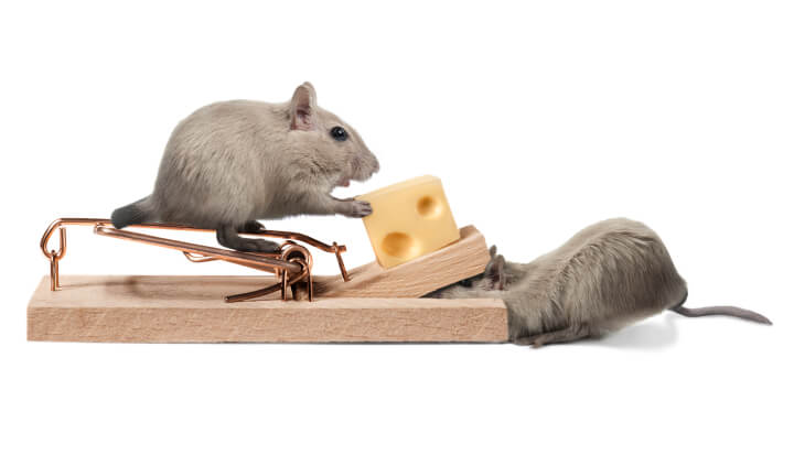 mice teamworking to get the cheese from a mouse trap