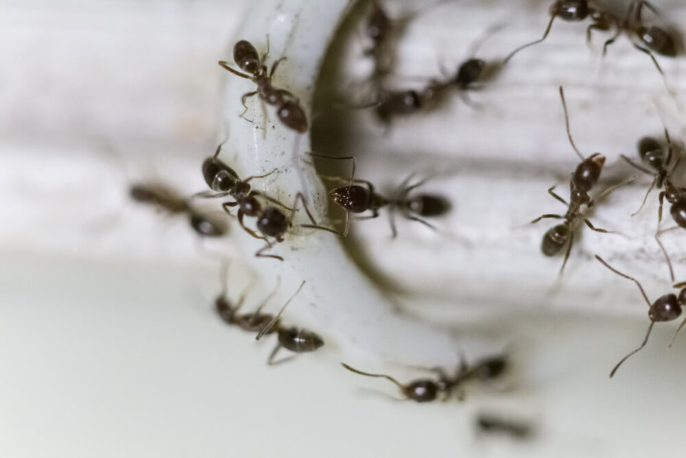 argentine ants invading the house through cables but pest control is incoming