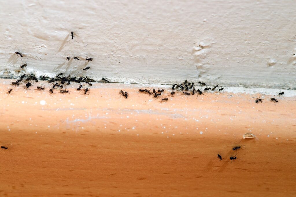 argentine ants infestation in the house, pest control needed