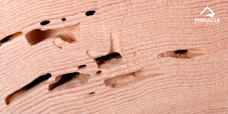 drywood termite damaged wood