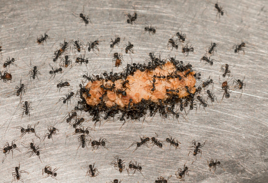 ants came in colony to eat meat as a bait, pest control needed