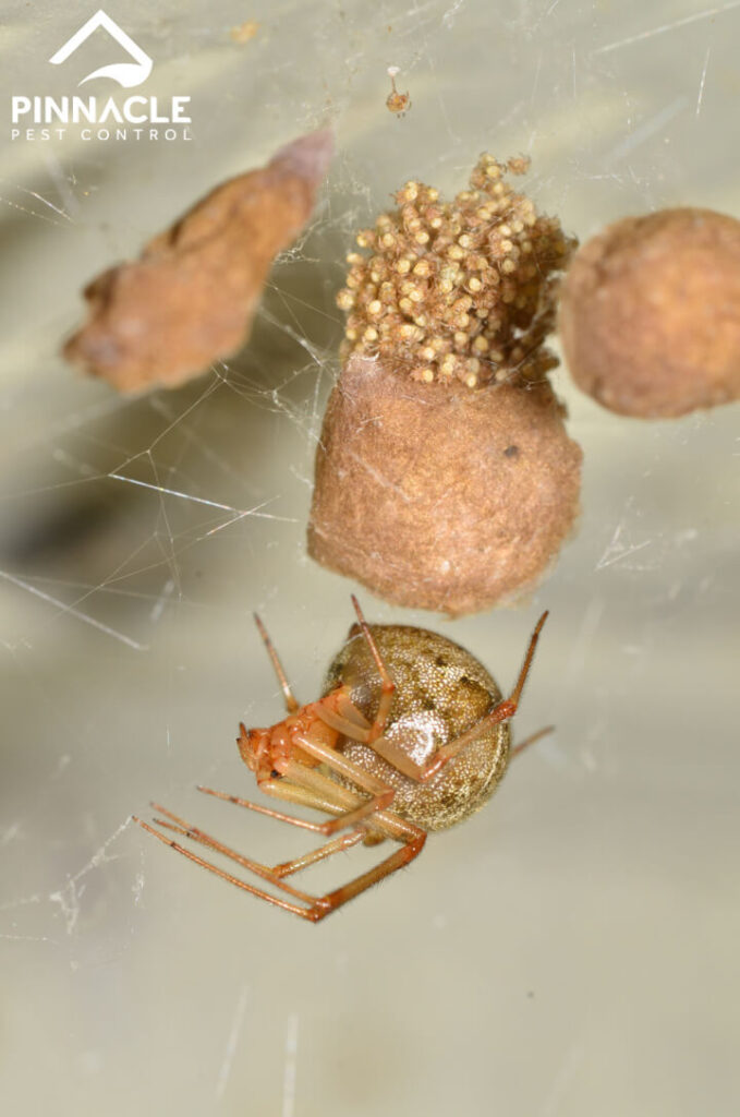spider eggs hatch
