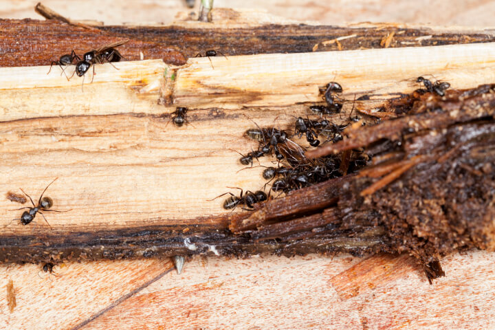 carpenter ant infestation