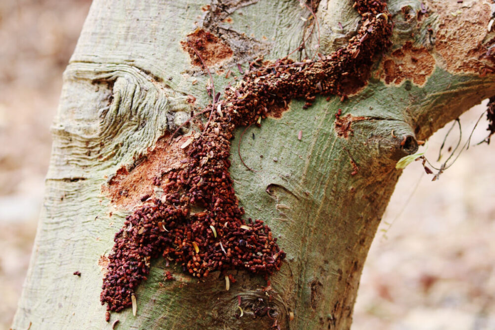 termite infestations subterranean