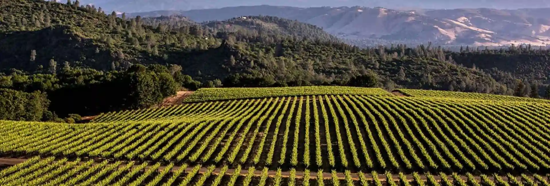 vineyard ca pest control