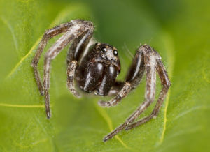 wolf-spider