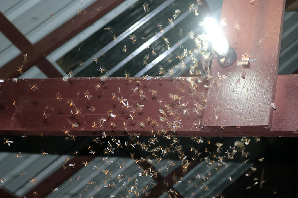 A swarm of termites drawn to a lightbulb.