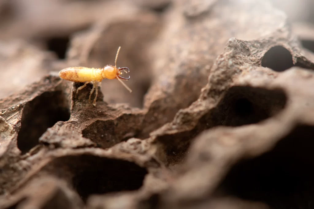 A termite on a termites-infested wood.