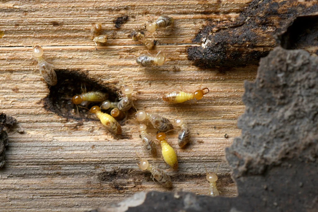 Termites infesting a wood.