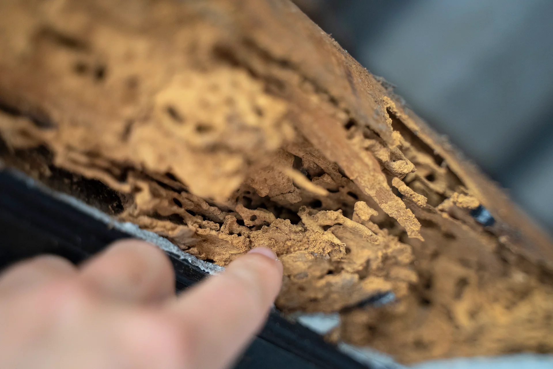 A termite-infested wood.