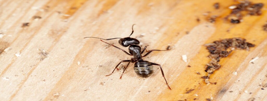 Carpenter Ants