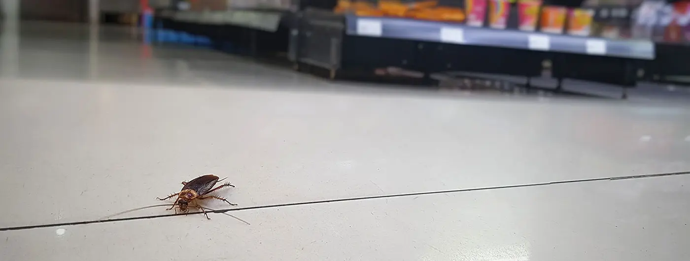 A cockroach on the floor of a grocery store.