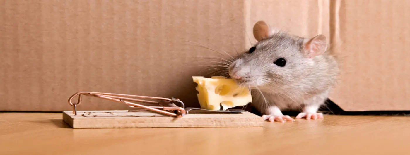 A gray rat eating a piece of cheese in a mousetrap.