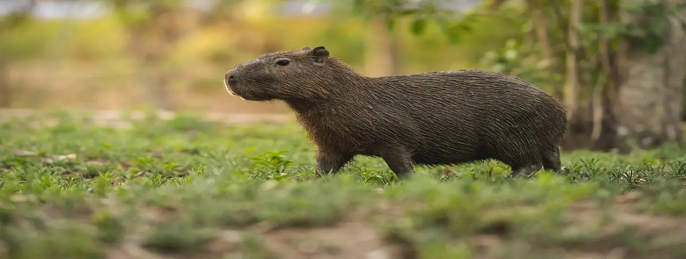 A small capybara is standing in the grass.