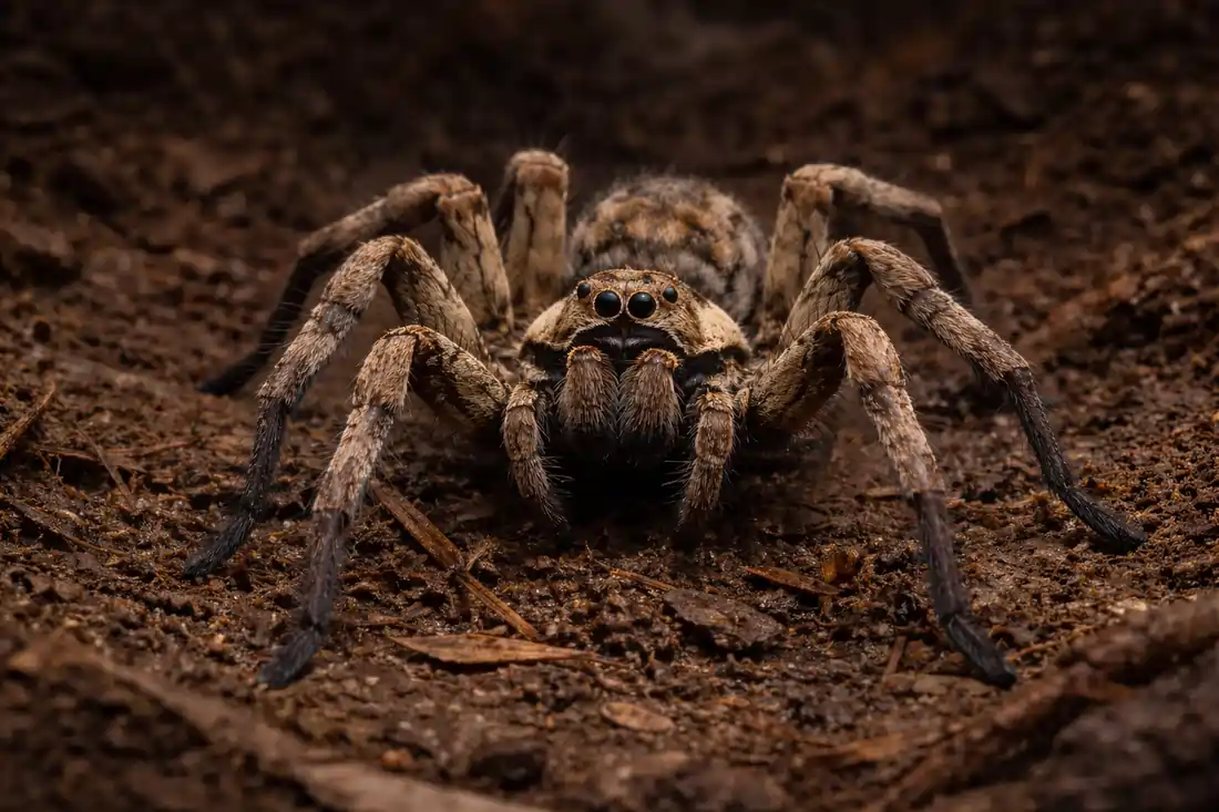 wolf spider