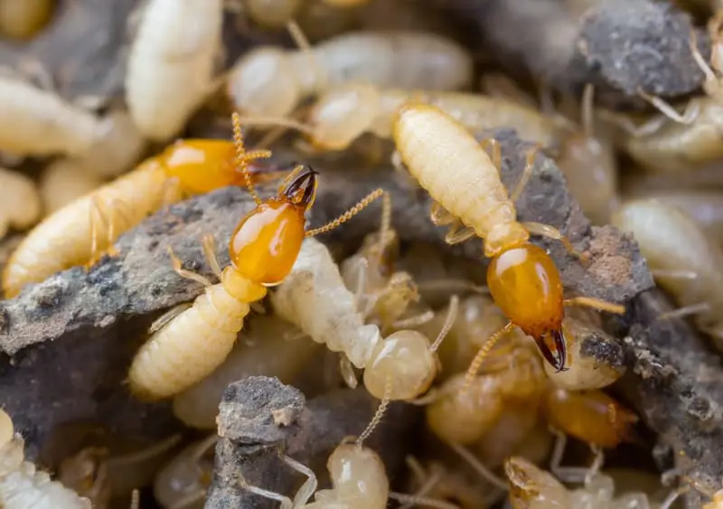 A group of white and brown termites on a piece of wood.